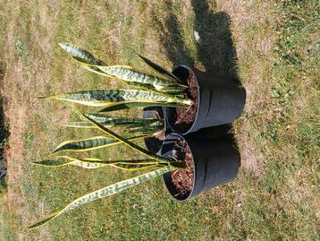 kamerplant sanseveria  beschikbaar voor biedingen