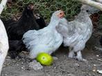 Cochin kuikens vanaf 7€, Dieren en Toebehoren, Meerdere dieren, Kip
