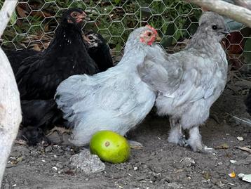 Cochin kuikens vanaf 7€, Plusieurs animaux, Poule ou poulet