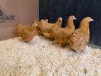 Jonge tamme Wyandotte kriel buff gesekst en ingeënt, Dieren en Toebehoren, Pluimvee, Vrouwelijk, Kip