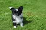 Chihuahua pups, Dieren en Toebehoren, Honden | Chihuahua's en Gezelschapshonden, 8 tot 15 weken, Buitenland, CDV (hondenziekte)