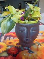 Philodendron Brazil, Huis en Inrichting, Ophalen of Verzenden