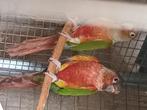 pyrrhura, Dieren en Toebehoren, Meerdere dieren