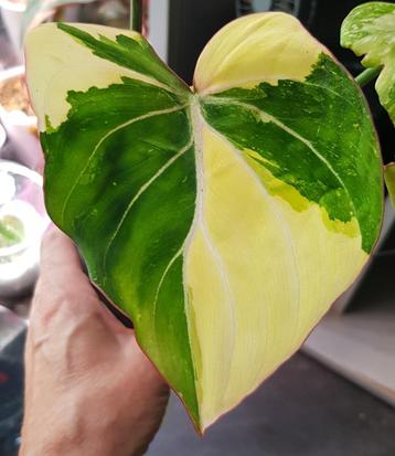 Philodendron gloriosum tricolor variegata beschikbaar voor biedingen
