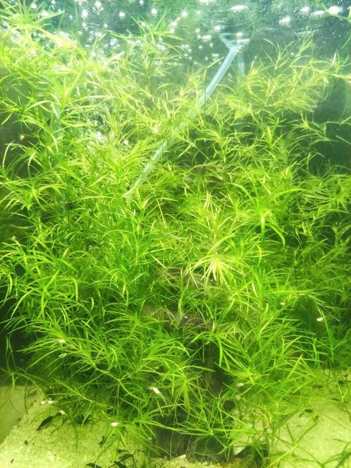 Gratis portie guppygras, Dieren en Toebehoren, Vissen | Aquaria en Toebehoren, Zo goed als nieuw, Ophalen