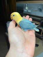 Agapornis ficherie, Sexe inconnu, Perruche, Bagué