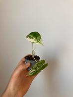 Alocasia frydek variagata, Ophalen
