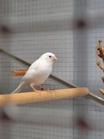 IK ZOEK WITTE TIMBRADO, Dieren en Toebehoren, Vogels | Kanaries