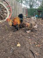 Toom van 4 brahma goudpatrijs kippen, Dieren en Toebehoren, Pluimvee, Vrouwelijk, Kip