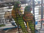 Handtamme Lori s, Dieren en Toebehoren