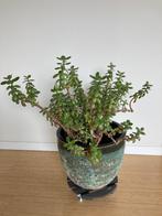 Vetplant zonder sierpot, Ophalen