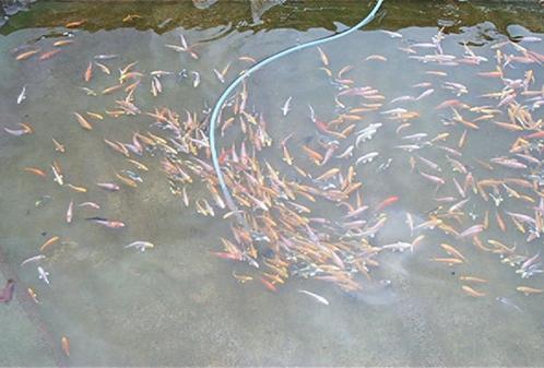 Baby koi de 7/10 cm à partir de 2,40 €/pièce, Animaux & Accessoires, Poissons | Poissons d'étang, Carpe ou Koï