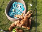 Engelse cocker spaniel pups te koop, Dieren en Toebehoren, België, Fokker | Hobbymatig, 8 tot 15 weken, CDV (hondenziekte)