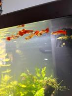 Red flamingo tail guppen+graitis…., Dieren en Toebehoren, Vissen | Aquariumvissen, Vis, Zoetwatervis, Schoolvis
