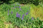 Iris sibirica – Siberische lis (blauwe iris), Tuin en Terras, Planten | Tuinplanten, Ophalen, Vaste plant, Volle zon