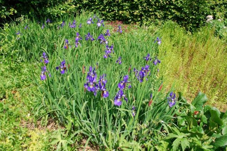 Iris sibirica – Siberische lis (blauwe iris), Tuin en Terras, Planten | Tuinplanten, Vaste plant, Volle zon, Ophalen