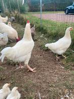 Haantjes, Dieren en Toebehoren