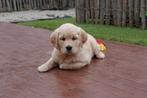 Prachtige Golden retriever pups (ouders getest!), Dieren en Toebehoren, CDV (hondenziekte), Meerdere, Golden retriever, 8 tot 15 weken
