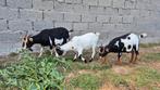 Drie dwerggeiten, Dieren en Toebehoren, Geit