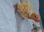 Dwergpapegaai baby wordt met spuit gevoerd om tam te maken, Animaux & Accessoires, Oiseaux | Perruches & Perroquets, Domestique