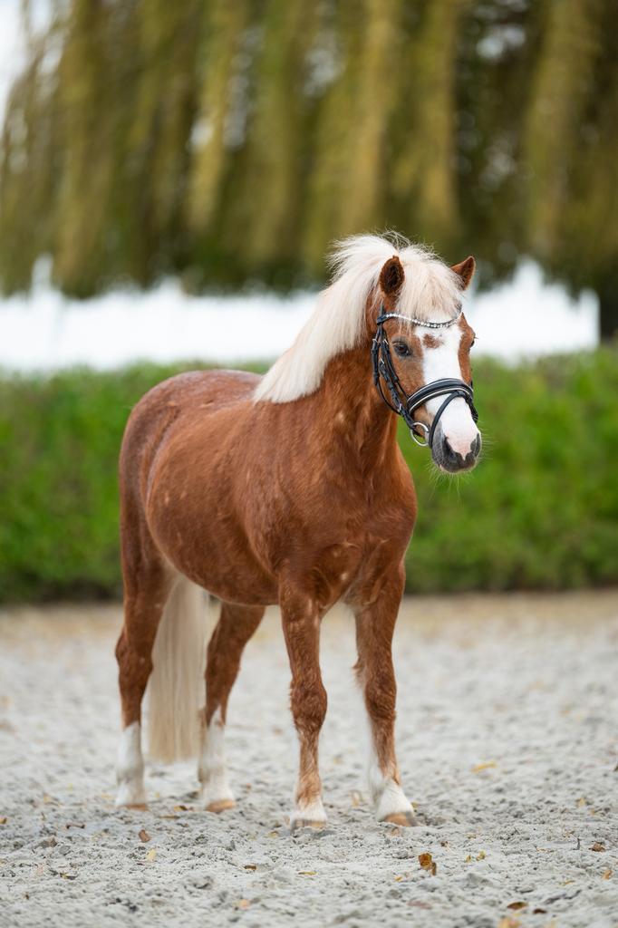 Super knappe bereden welsh pony 105 cm, Dieren en Toebehoren, Pony's, Merrie, Zadelmak, A pony (tot 1.17m), Recreatiepony, 7 tot 10 jaar