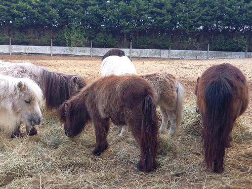 Schetlandpony's met belgisch stamboek, Dieren en Toebehoren, Pony's, Met stamboom, Gechipt, Ontwormd, Ingeënt