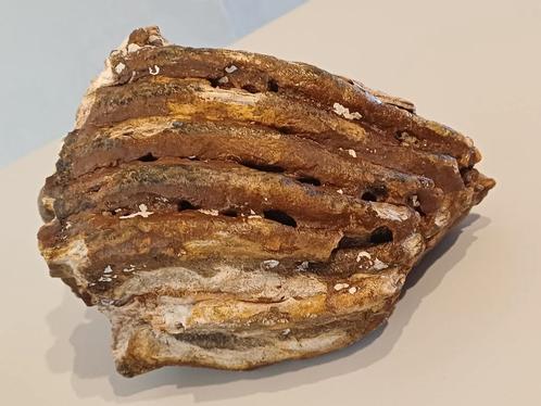 Grote keuze uit fragmenten  mammoet kiezen, Verzamelen, Mineralen en Fossielen, Fossiel, Ophalen of Verzenden