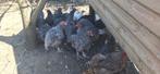 Broedeieren poule de bresse en mechelse koekoek, Dieren en Toebehoren, Pluimvee