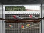 Rosékaketoes, Dieren en Toebehoren, Vogels | Parkieten en Papegaaien, Meerdere dieren, Parkiet, Geringd