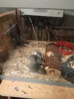 Ratjes, Dieren en Toebehoren, Meerdere dieren, Rat, Tam