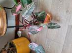 philodendron pink princess, Huis en Inrichting, Kamerplanten, Ophalen