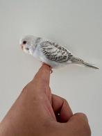 Grasparkiet dun fallow split bfbw, Animaux & Accessoires