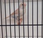 kanarie, Dieren en Toebehoren, Vogels | Kanaries, Vrouwelijk, Kleurkanarie