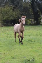 Valk jaarling E-pony/paard, Dieren en Toebehoren, Hengst, Ontwormd