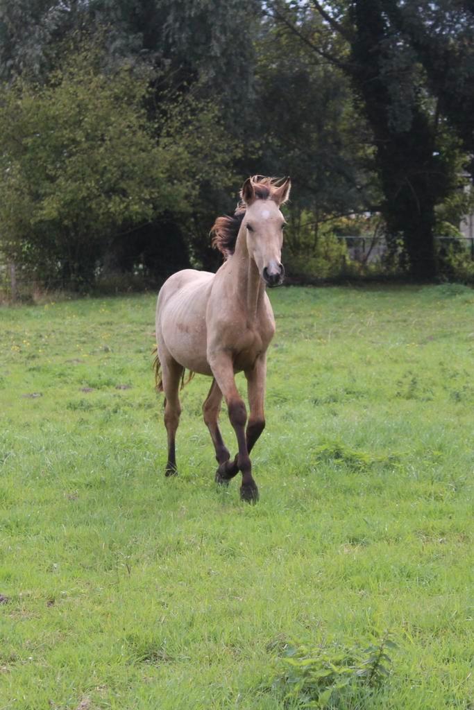 Valk jaarling E-pony/paard, Dieren en Toebehoren, Paarden, Hengst, Ontwormd