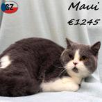 Maui, British Shorthair Bicolor - adorable mâle à vendre, Chat, Vermifugé, 0 à 2 ans