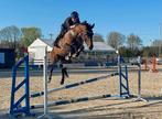 Mooie brave sportmerrie, ook leuk papier., Merrie, Springpaard, Gechipt, M