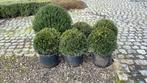 Taxus en Ilex Bollen, Tuin en Terras, Ophalen, Taxus, Struik