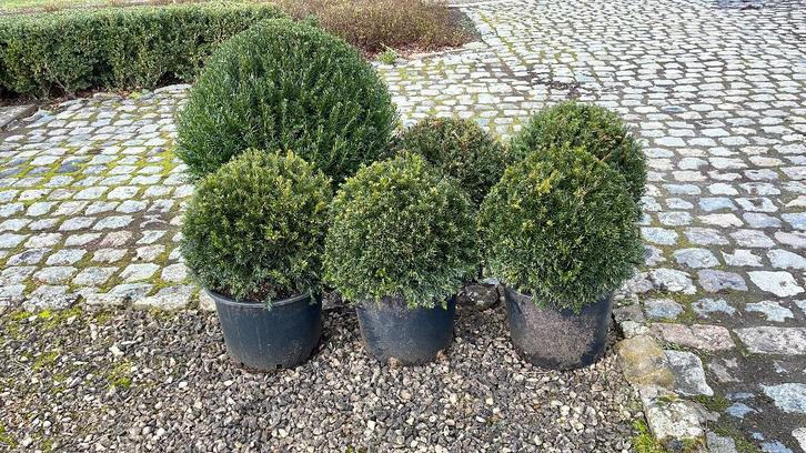Ampoules en if et en ilex, Jardin & Terrasse, Plantes | Arbustes & Haies, Arbuste, Taxus, Enlèvement