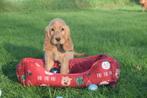 Engelse cocker spaniel pup, Dieren en Toebehoren, Honden | Retrievers, Spaniëls en Waterhonden, 15 weken tot 1 jaar, Buitenland