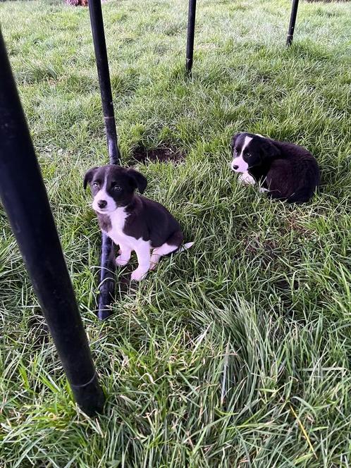 Mooie kruising labrador/bordercollie, Dieren en Toebehoren, Honden | Herdershonden en Veedrijvers, Meerdere dieren, Overige rassen