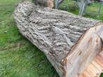 Vers gezaagde treurwilg stam, Tuin en Terras, Brandhout, Ophalen