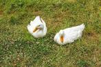 Peking eenden, Dieren en Toebehoren