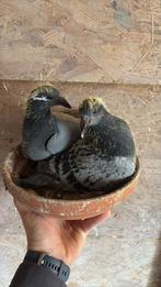 Jonge duif 2025 Stefaan Lambrechts x Vervoort, Dieren en Toebehoren, Vogels | Duiven, Geslacht onbekend, Postduif