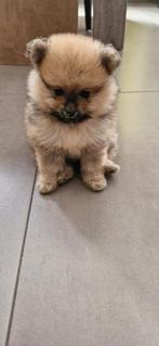 Pomeriaan Pups, België, Parvo, Particulier, Keeshond