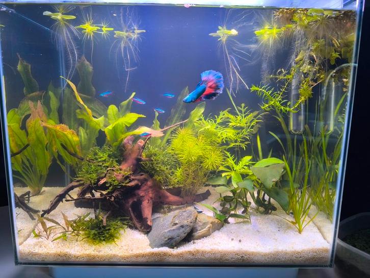 5 kardinaal tetra visjes zoeken een groter huis en vriendjes, Dieren en Toebehoren, Vissen | Aquaria en Toebehoren, Ophalen