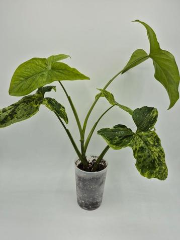Syngonium Mojito  beschikbaar voor biedingen