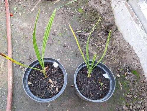 Phoenix theophrastiii palmbomen, Tuin en Terras, Planten | Bomen, Palmboom, Minder dan 100 cm, Volle zon, Lente, In pot, Ophalen of Verzenden