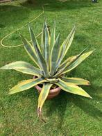 2 agave cactussen, Tuin en Terras, Planten | Tuinplanten, Ophalen