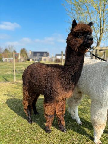 Heel mooi duo jonge alpacahengstjes Cowboy en Rizzo beschikbaar voor biedingen